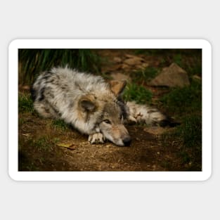 Timber Wolf Pup Sticker